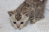 Photo №4. I will sell bengal cat in the city of Delft. private announcement, breeder - price - 370$