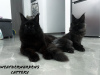 Photo №1. maine coon - for sale in the city of Никосия | 1560$ | Announcement № 30220