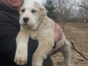 Photo №2 to announcement № 40863 for the sale of central asian shepherd dog - buy in Belarus from nursery, breeder