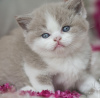 Additional photos: British shorthair