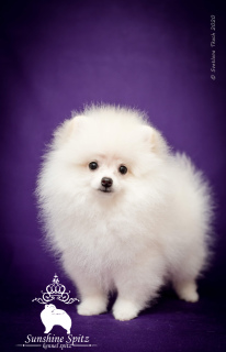Photo №2 to announcement № 4551 for the sale of pomeranian - buy in Ukraine from nursery