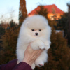 Photo №1. pomeranian - for sale in the city of Potsdam | 380$ | Announcement № 122722