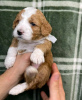 Photo №1. labradoodle - for sale in the city of Радвилишкис | 349$ | Announcement № 75804