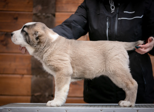 Photo №2 to announcement № 5031 for the sale of central asian shepherd dog - buy in Russian Federation from nursery
