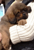 Photo №4. I will sell tibetan mastiff in the city of Nikolaev. private announcement - price - negotiated