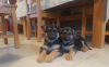 Photo №3. Registered German Shepherd Puppies. Germany