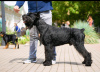 Photo №1. giant schnauzer - for sale in the city of Minsk | 9$ | Announcement № 105554