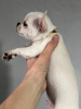 Photo №2 to announcement № 9631 for the sale of chihuahua - buy in Russian Federation from nursery, breeder