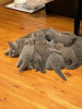 Photo №2 to announcement № 95798 for the sale of british shorthair - buy in Germany from the shelter