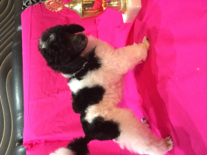 Photo №3. Toy Poodle Harlequin. Russian Federation