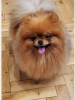 Additional photos: Pomeranian Spitz puppies