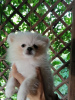 Photo №1. non-pedigree dogs - for sale in the city of Minsk | 132$ | Announcement № 54923