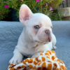 Additional photos: french bulldog