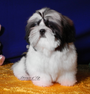 Photo №1. shih tzu - for sale in the city of Donetsk | 800$ | Announcement № 1960