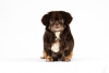 Photo №4. I will sell tibetan spaniel in the city of Munich. breeder - price - 1585$