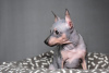 Additional photos: American Hairless Terrier puppies