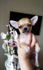 Photo №1. chihuahua - for sale in the city of Munich | 269$ | Announcement № 105038