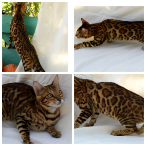 Photo №2 to announcement № 3669 for the sale of bengal cat - buy in Russian Federation private announcement