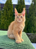 Photo №1. maine coon - for sale in the city of Franeker | Is free | Announcement № 100095