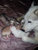 Photo №4. I will sell siberian husky in the city of Bremen. private announcement, breeder - price - 423$