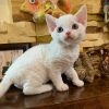 Photo №1. devon rex - for sale in the city of Helsinki | negotiated | Announcement № 118729