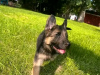 Photo №1. german shepherd - for sale in the city of Berlin | 634$ | Announcement № 120781