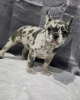 Photo №2 to announcement № 99008 for the sale of french bulldog - buy in United States breeder