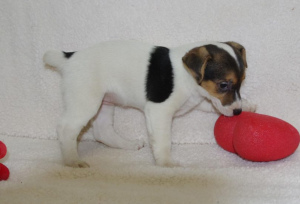 Photo №2 to announcement № 862 for the sale of jack russell terrier - buy in France breeder