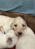 Photo №3. Saluki puppies, females and males. Russian Federation