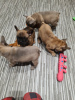 Photo №3. Boy french puppies for sale. United States