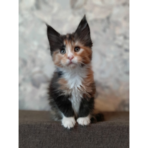 Additional photos: Moscow. Very gentle and playful Maine Coon kittens are sold.