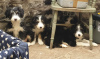 Photo №1. bearded collie - for sale in the city of Opatija | 591$ | Announcement № 18611