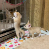 Photo №3. Playful fennec foxes ready for Christmas. Germany