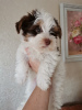 Photo №4. I will sell yorkshire terrier in the city of Munich. private announcement - price - 1453$