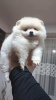 Photo №4. I will sell pomeranian in the city of Strumica.  - price - negotiated