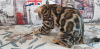 Photo №3. Bengal cat for sale. Russian Federation