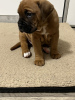 Photo №2 to announcement № 72018 for the sale of boxer - buy in Finland private announcement, breeder