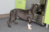 Additional photos: Gorgeous American Bully Puppies