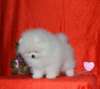 Photo №4. I will sell pomeranian in the city of Bielefeld. private announcement - price - 380$