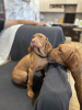Photo №4. I will sell vizsla in the city of Brest. from nursery, breeder - price - 830$