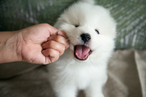 Photo №1. samoyed dog - for sale in the city of Surgut | negotiated | Announcement № 6511