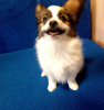 Photo №4. I will sell papillon dog in the city of Dnipro. breeder - price - 700$