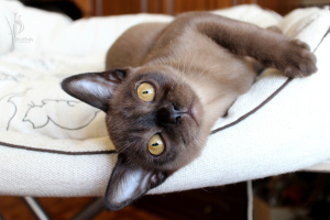 Photo №2 to announcement № 1368 for the sale of burmese cat - buy in Russian Federation from nursery