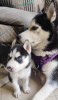 Photo №1. siberian husky - for sale in the city of Helsinki | negotiated | Announcement № 108676