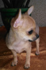 Photo №1. chihuahua - for sale in the city of Minsk | negotiated | Announcement № 8891