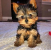 Photo №3. Toy teacup Yorkshire Terrier puppies. Finland