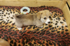 Photo №2 to announcement № 8300 for the sale of welsh corgi - buy in Russian Federation private announcement