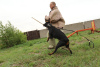 Photo №4. I will sell dobermann in the city of Chelyabinsk. from nursery - price - 1215$