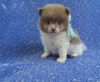 Photo №1. pomeranian - for sale in the city of Paris | Is free | Announcement № 12639