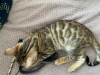 Photo №2 to announcement № 43038 for the sale of bengal cat - buy in Russian Federation private announcement